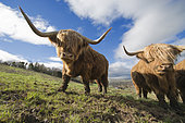 Highland bull, Massif Central, France