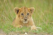 Lion (Panthera leo), cub, Masai Mara National Reserve, Kenya, Africa