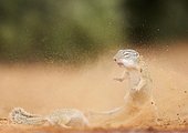 Mexican Ground Squirrels (Spermophilus mexicanus), adults, fighting with flying dust, South Texas, Texas, USA, North America