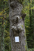 Oak sacred in 1840, survival of Celtic cults, place Sainte Reine, Alaise, Doubs (25), France