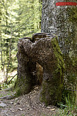 Stump in the form of pants, towards the Etang des Roseaux, Ballon d Alsace, Territoire de Belfort (90), France