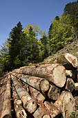 Forest, fir and spruce logs, Ballon d Alsace, Territoire de Belfort (90), France