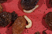 Indian mealmoth (Plodia interpunctella), larvae in a package of raisins, kitchen, France