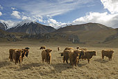 New Zealand Highland cow, South Island, New Zealand