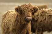 New Zealand Highland cow, South Island, New Zealand