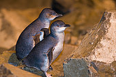 Blue Penguins (Eudyptula minor), South Island, New Zealand