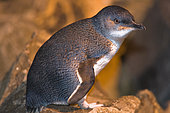 Blue Penguin (Eudyptula minor), South Island, New Zealand