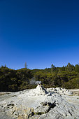 Lady Knox Geyser, Wai-o-Tapu geotermical place, Taupo Volcanic Zone, North Island, New Zeland
