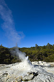 Lady Knox Geyser, Wai-o-Tapu geotermical place, Taupo Volcanic Zone, North Island, New Zeland