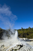 Lady Knox Geyser, Wai-o-Tapu geotermical place, Taupo Volcanic Zone, North Island, New Zeland