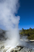 Lady Knox Geyser, Wai-o-Tapu geotermical place, Taupo Volcanic Zone, North Island, New Zeland