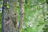 Green Woodpecker (Picus viridis) at feeding on a European Alder (Alnus glutinosa), Territoire de Belfrot, Franche-Comté, France