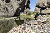 Large Psammodromus (Psammodromus algirus) female on rock, Guadarrama National Park, Spain
