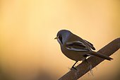 Bearded reedling (Panurus biarmicus) on Cattail, Toledo, Spain