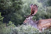 Fallow Deer (Dama dama), male in the rain, Tres Cantos, Madrid, Spain
