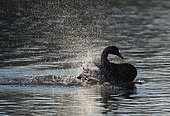 Black Swan (Cygnus atratus) taking a bath, Sauer Delta Nature Reserve, Rhine Border, Munchhausen, Alsace, France