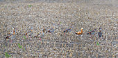 Migratory stop of the Egyptian Geese (Alopochen aegytiacus) in a corn field with a Ruddy Shelduck (Tadorna ferruginea), Sauer Delta Nature Reserve, Rhine Border, Munchhausen, Alsace, France