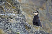 Chamois (Rupicapra rupicapra), Male, Gran Paradiso National Park, Alps, Italy, Europe