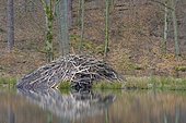 Beaver lodge, Spessart, Hesse, Germany, Europe
