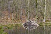 Beaver lodge, Spessart, Hesse, Germany, Europe