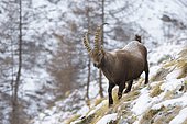 Alpine Ibex (Capra ibex), Male, Gran Paradiso National Park, Alps, Italy, Europe