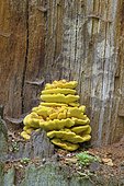 Sulphur polypore (Laetiporus sulphureus) on Oak Trunk, Saxony, Germany, Europe