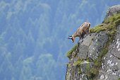 Portrait of Chamois (Rupicapra rupicapra) on cliff, Hohneck, Vosges, Alsace, France, Europe