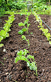 Transplanting of Seedling of cabbage kale 'Winterbor' in a kitchen garden
