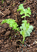 Transplanting of Seedling of cabbage kale 'Winterbor' in a kitchen garden
