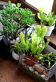 Ambiance of carnivorous plants in pot