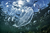 Common jellyfish (Aurelia aurita), Bassin de Thau, Balaruc, Herault, France