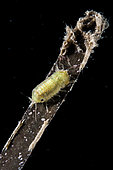 Isopod (Isopoda sp) on a leaf of Eelgrass (Zostera sp), Etang de Thau, Bouzigues, Hérault, Occitania, France