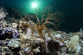 Sea cucumber (Ocnus planci), Balaruc, Etang de Thau, Hérault, Occitanie, France