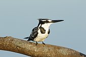Pied Kingfisher (Ceryle rudis) on a branch, Kruger NP, South Africa