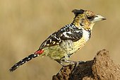 Crested Barbet (Trachyphonus vaillantii), Kruger NP, South Africa