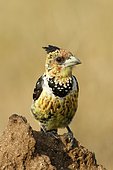 Crested Barbet (Trachyphonus vaillantii), Kruger NP, South Africa