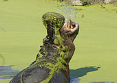 Hippopotamus (Hippopotamus amphibius) yawning in water, Kruger NP, South Africa