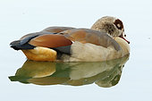 Egyptian Goose (Alopochen aegyptiaca) sleeping on water, Kruger NP, South Africa