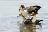 Egyptian Geese (Alopochen aegyptiaca) mating on water, Kruger NP, South Africa
