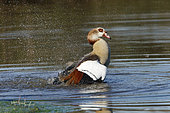 Egyptian Goose (Alopochen aegyptiaca) snorting on water, Kruger NP, South Africa