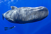 Free diver swimming with sperm whale, (Physeter macrocephalus). Vulnerable (IUCN). The sperm whale is the largest of the toothed whales. Sperm whales are known to dive as deep as 1,000 meters in search of squid to eat. Image has been shot in Dominica, Caribbean Sea, Atlantic Ocean. Photo taken under permit n° 351/12 W-2.