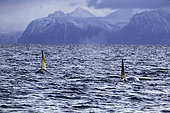 Killer whale, Orcinus orca, swimming on the surface Andenes, Andøya island, North Atlantic Ocean, Norway.