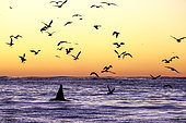 Orque (Orcinus orca) au crépuscule entouré d'oiseaux. Les oiseaux recherchent le reste des harengs laissés par les orques, Andenes, l'île d'Andøya, l'océan Atlantique Nord, la Norvège.