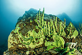 Endemic sponge (Lubomirskia baicalensis), Lake Baikal, Siberia, Russia