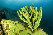 Endemic sponge (Lubomirskia baicalensis), Lake Baikal, Siberia, Russia