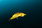 Freshwater isopod, Amphipod gammarus (Acanthogammarus victorii), Lake Baikal, Siberia, Russia