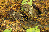 Couple of Amphipods (Pallasea cancellus), Lake Baikal, Siberia, Russia