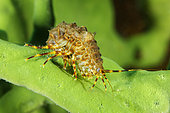 Amphipods (Pallasea cancellus) on Demosponge (Lubomirskia baicalensis), both are endemic to Lake Baikal, Siberia, Russia