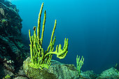 Endemic sponge (Lubomirskia baicalensis), Lake Baikal, Siberia, Russia