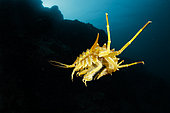 Freshwater isopod, Amphipod gammarus (Acanthogammarus victorii) swimming, Lake Baikal, Siberia, Russia